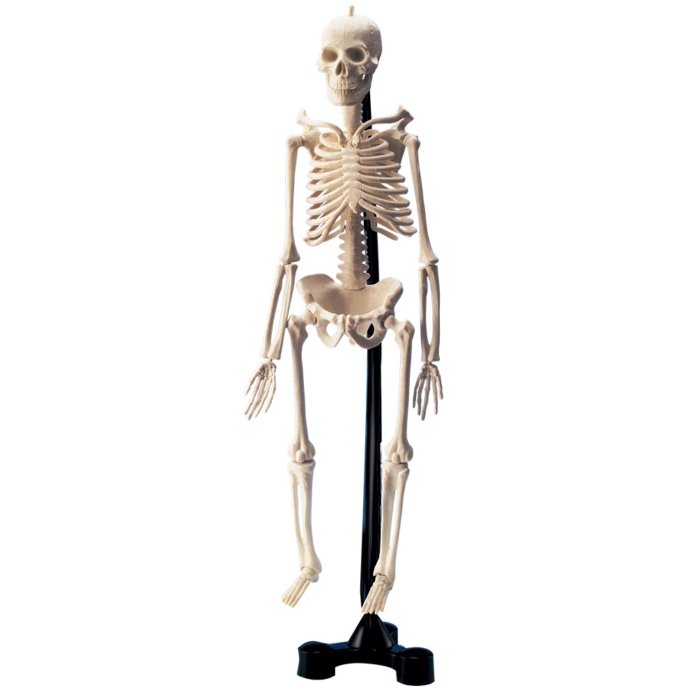 Mini Skeleton