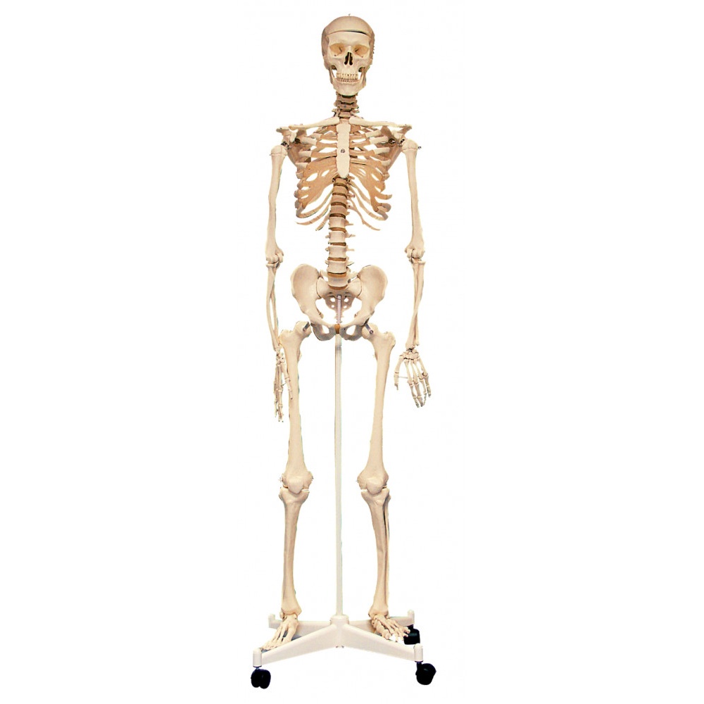 Skeleton with Stand - 160 cm - 8pcs