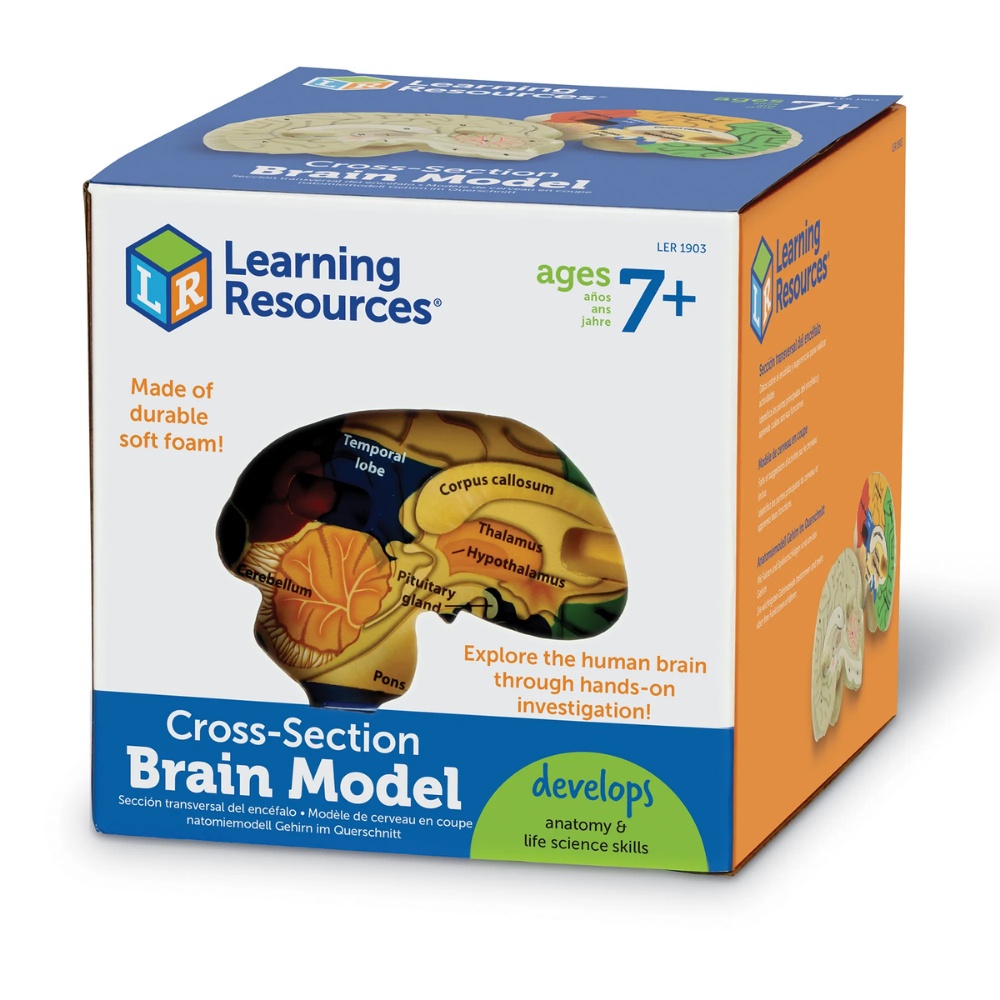 Cross-section Brain Model: 3D Human Anatomy Biology Tool