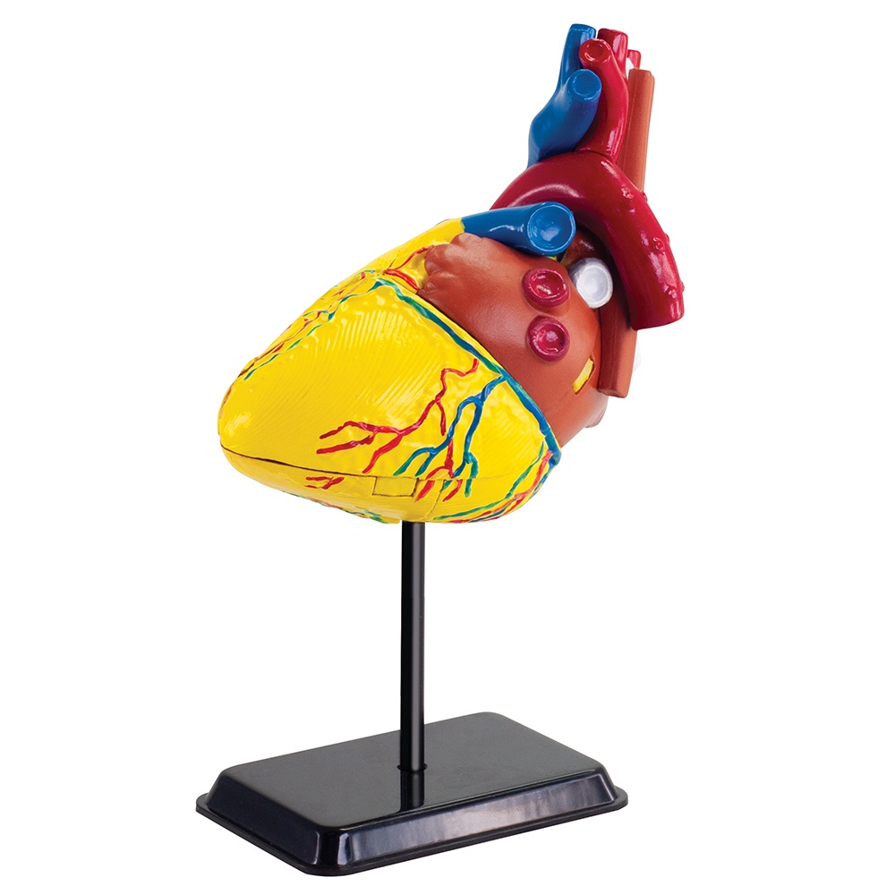 Anatomy Model - Heart - 31pcs