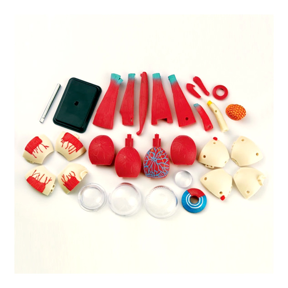 Anatomy Model - Eyeball - 31pcs
