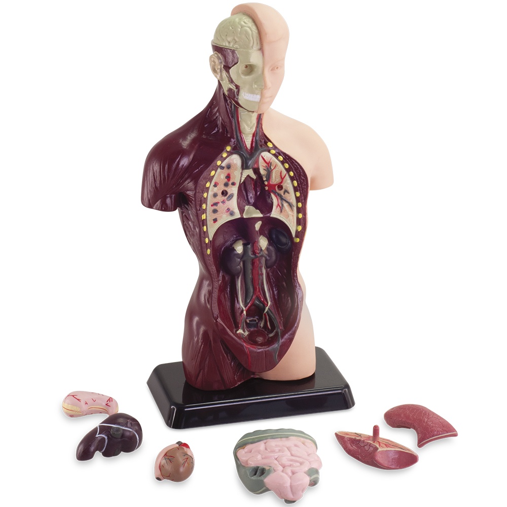 Human Anatomy Model 27cm 8pcs