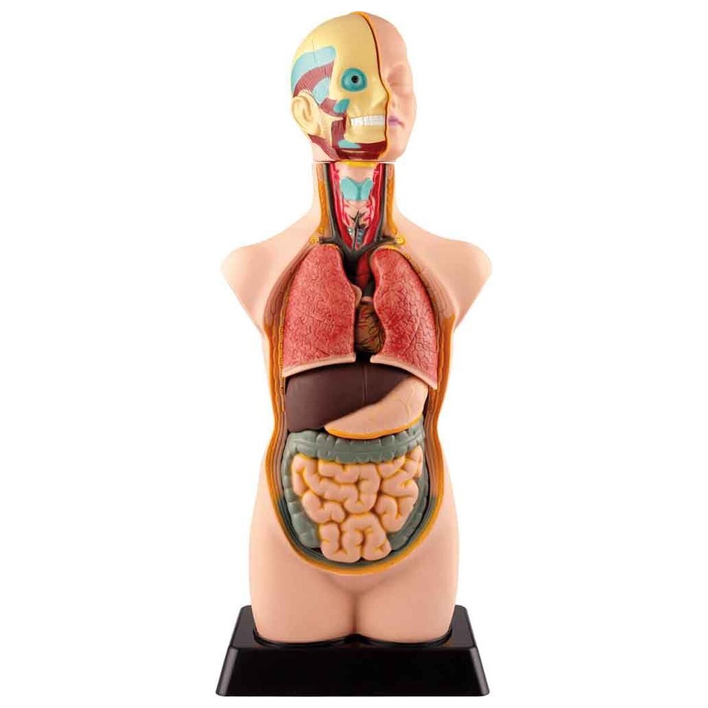 Human Anatomy Model - 50 cm - 11pcs