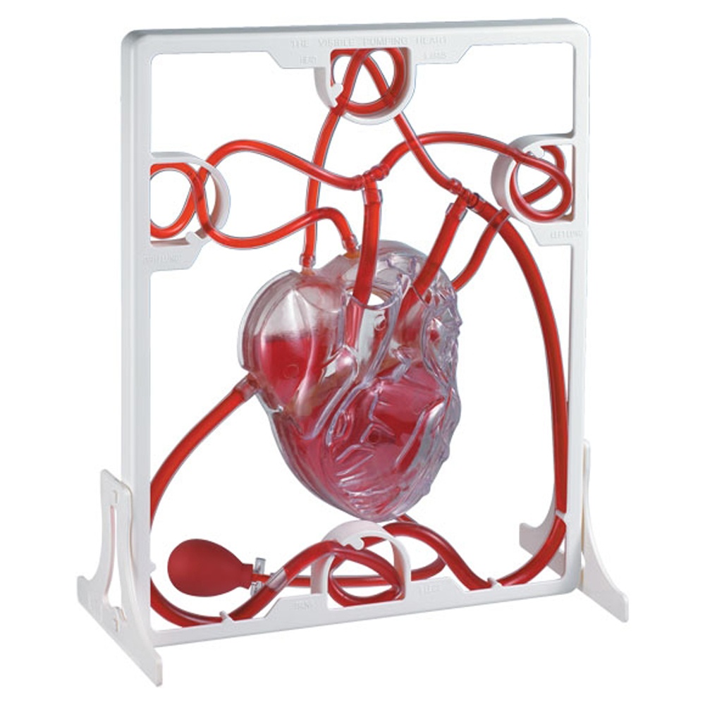 Pumping Heart
