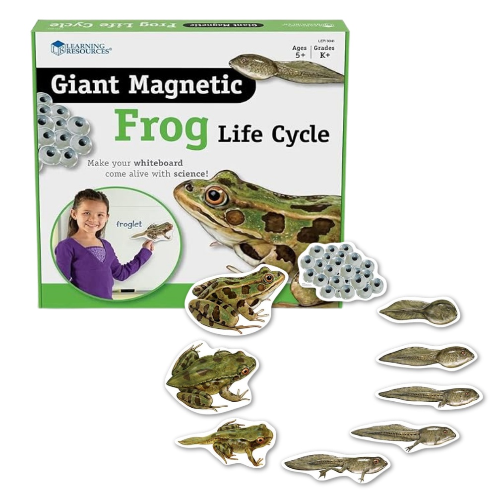 Giant Magnetic Frog Life Cycle: Classroom Science Demo Set