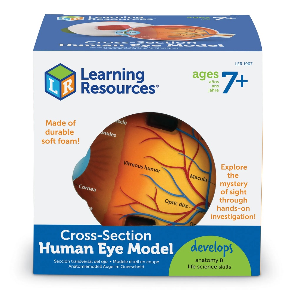 Cross-Section Eye Model: 3D Human Anatomy Biology Tool